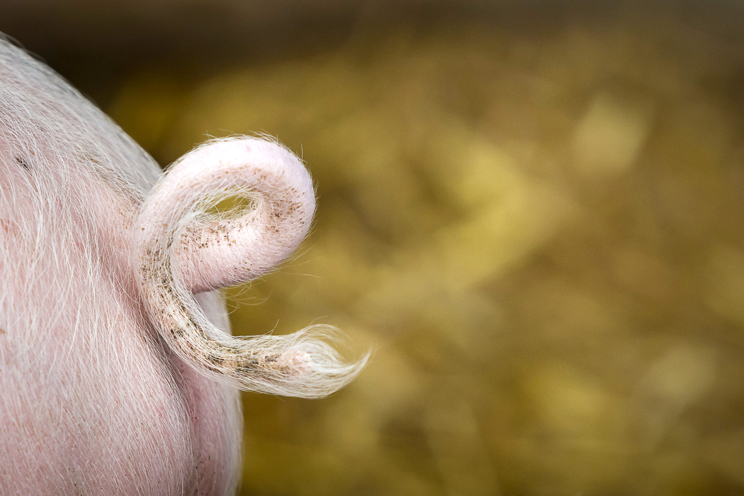 Ringelschwänzchen beim Naturschwein