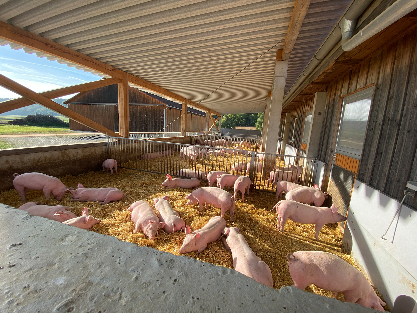 Verantwortungsvolle Schweinezucht